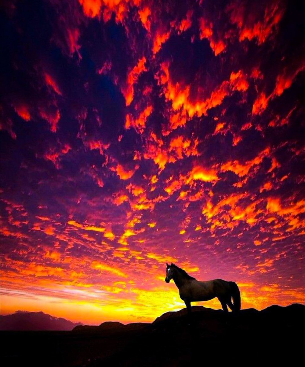 Конь на закате