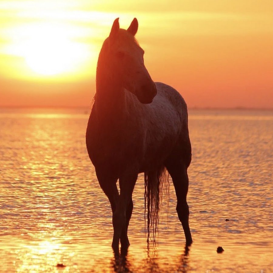 Закат с лошадьми 2022