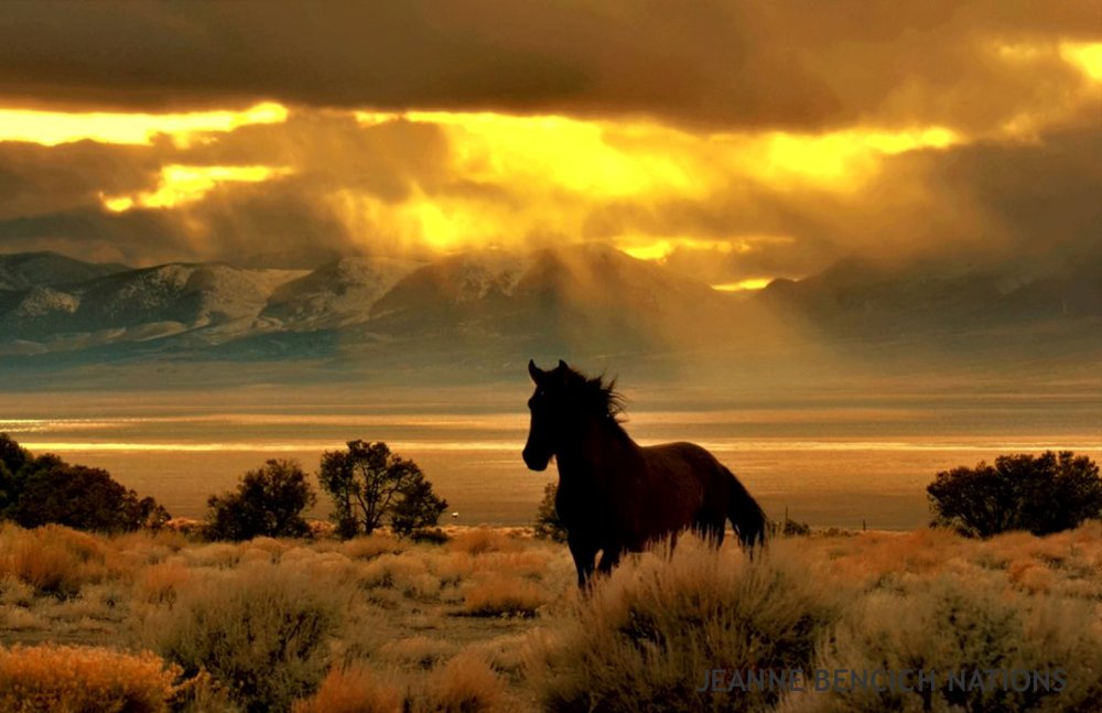 Лошади в степи
