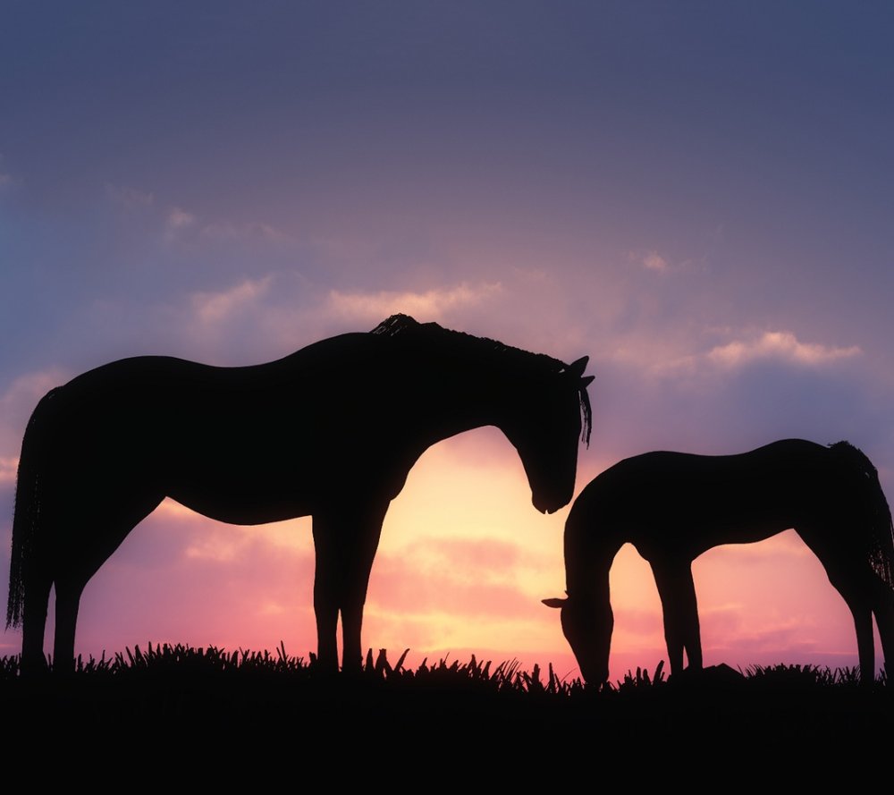 Черная лошадь на закате
