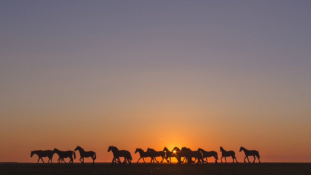 Лошадь и море рассвет