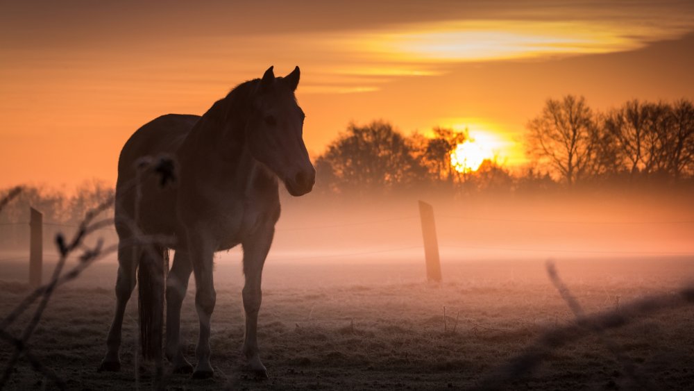 Рожденный в Песках фильм 2003