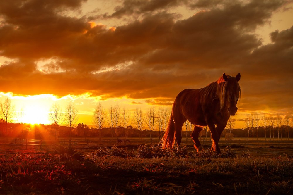 Лошади на рассвете