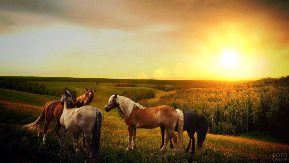 Черный конь