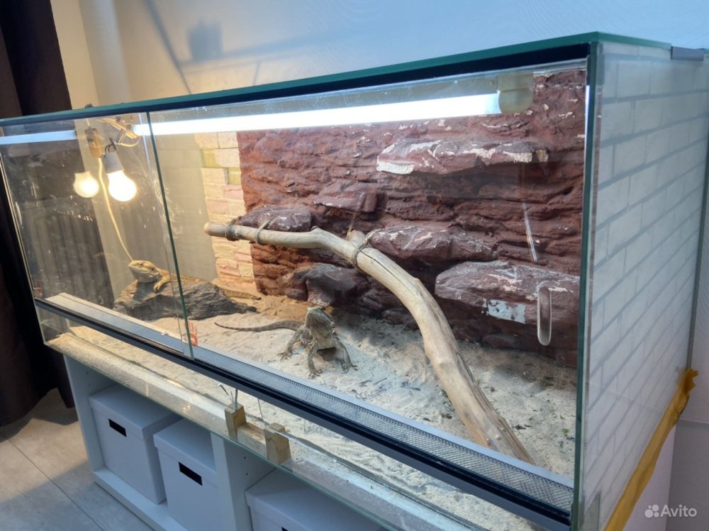Террариум для бородатой агамы