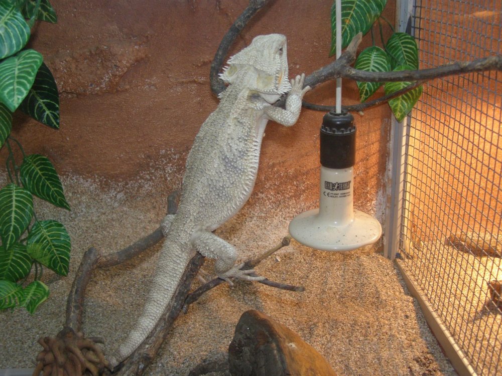 Террариум для ящерицы агама