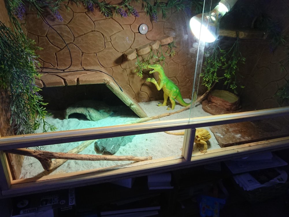 Пантерик террариум для агамы