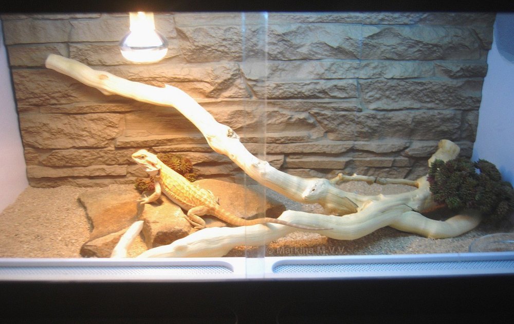 Фон для террариума для игуаны