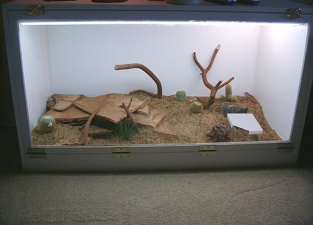 Террариум в Санкт-Петербурге посетить