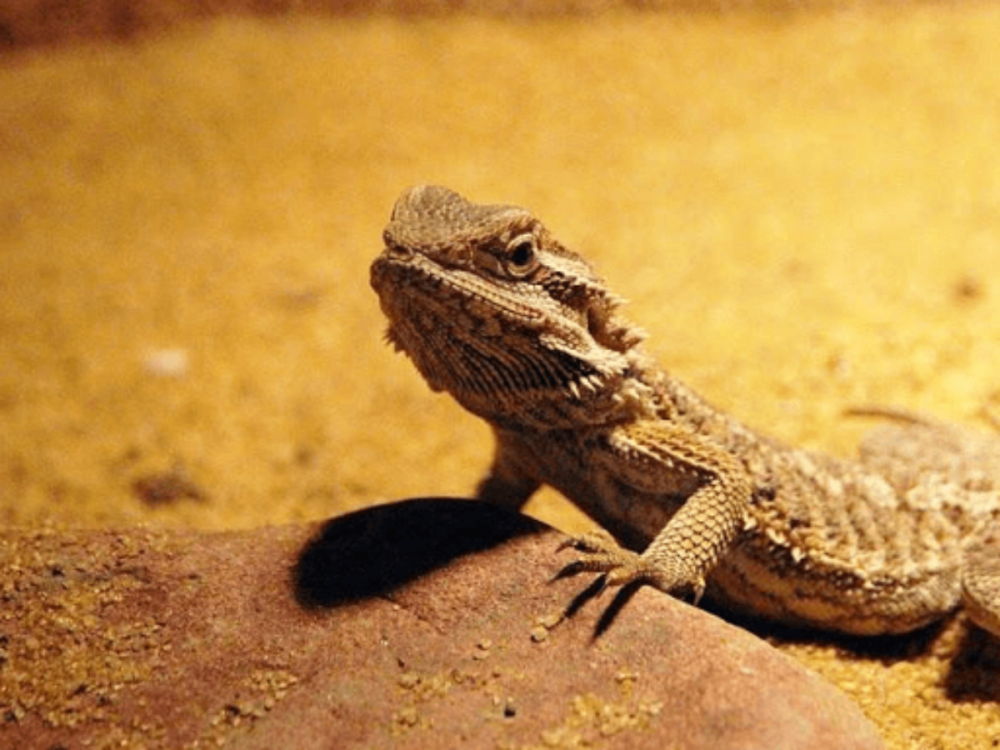 Bearded Dragon