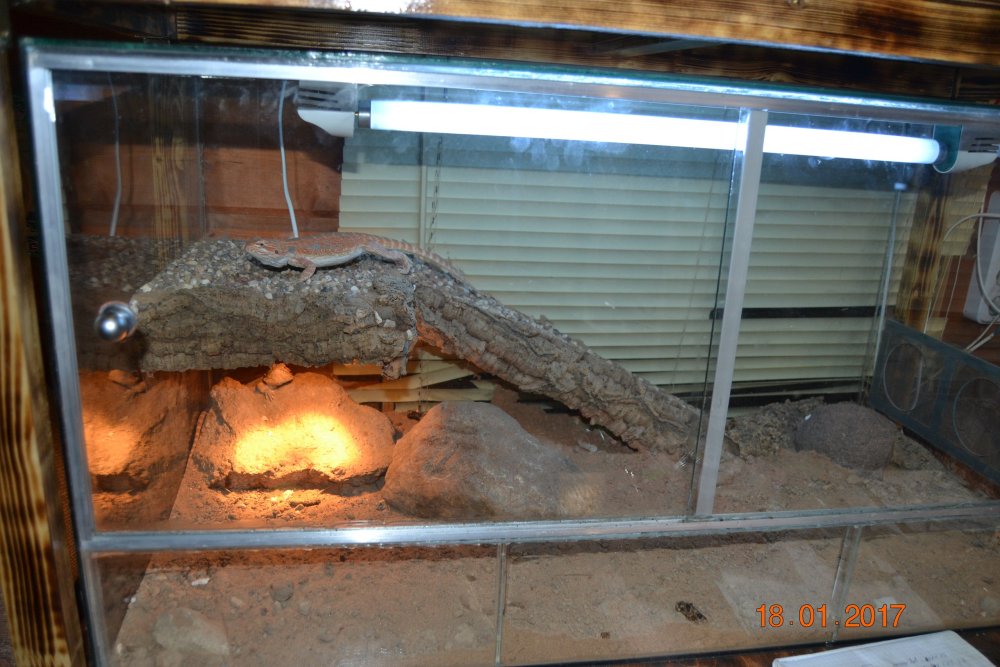Обустройство террариума для бородатой агамы