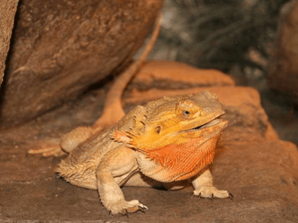 Сцинковый геккон в террариуме