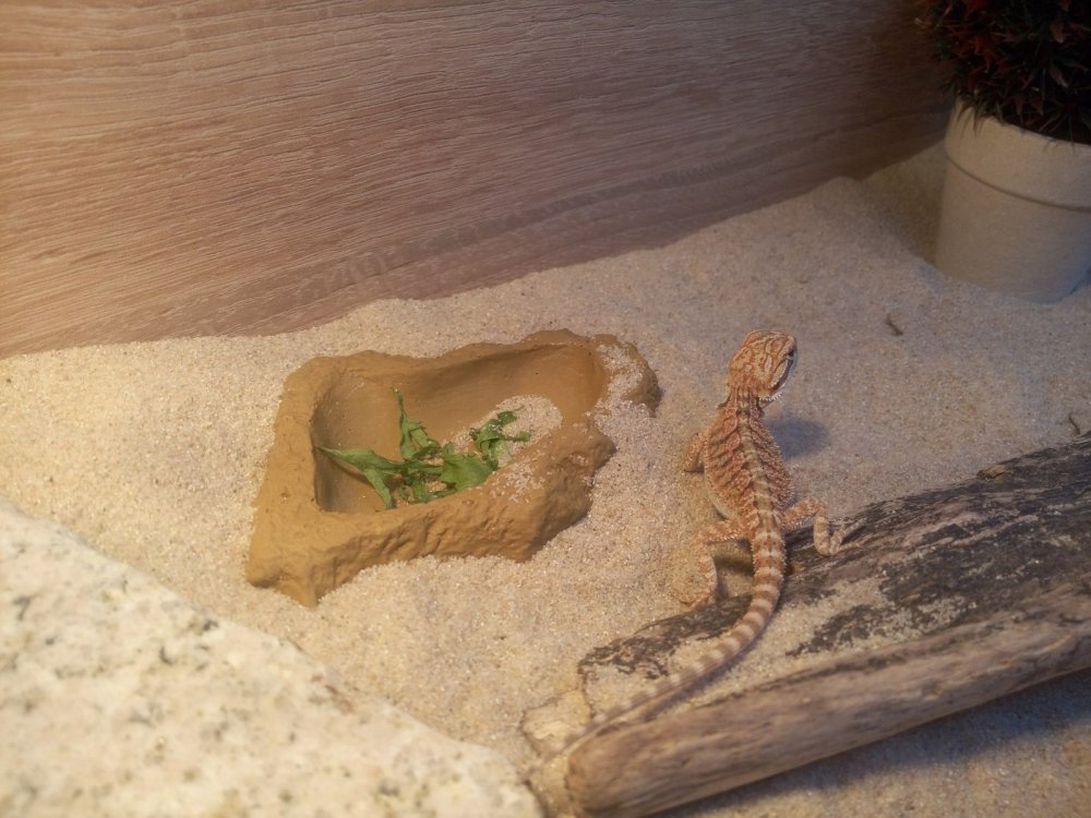 Фон для террариума с полочками