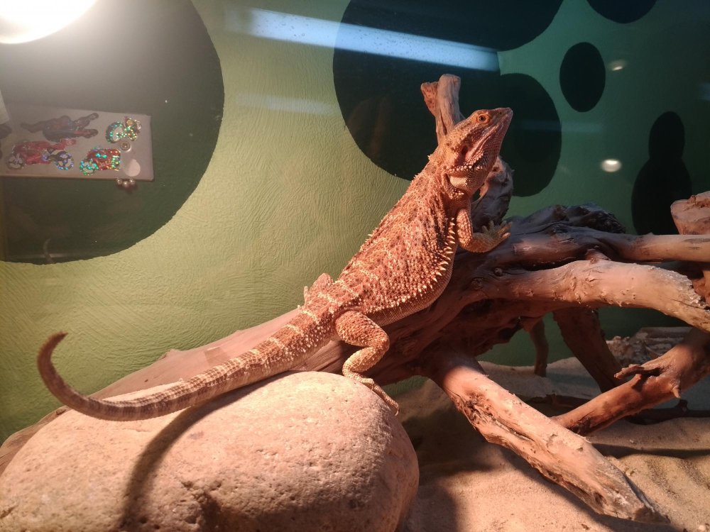 Скелет бородатой агамы