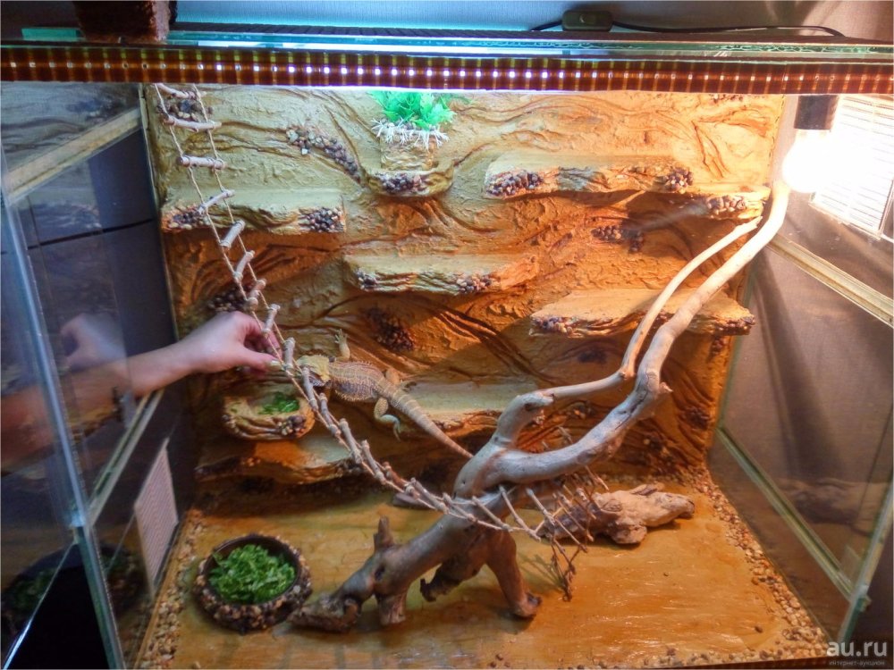 Террариум для бородатой агамы