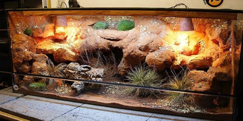 Террариум 200 литров для бородатой агамы