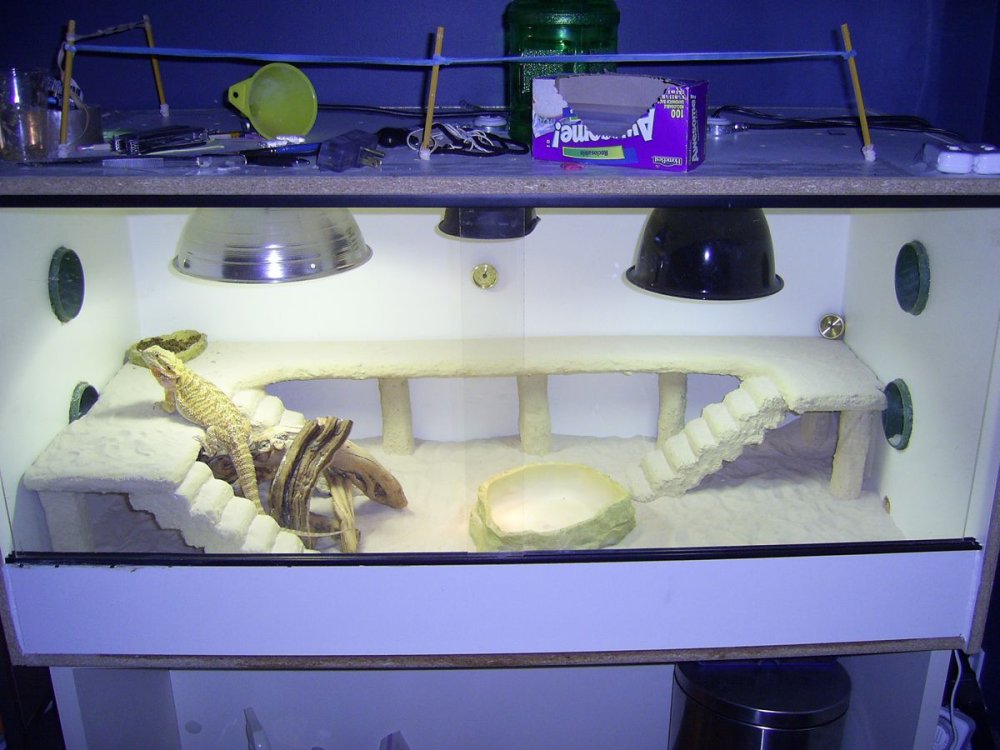 Обустройство террариума для агамы