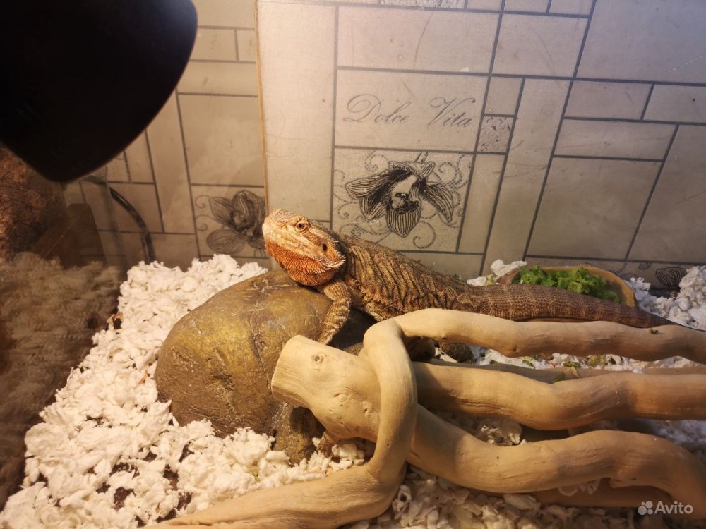Две юородатые агамы в террариум