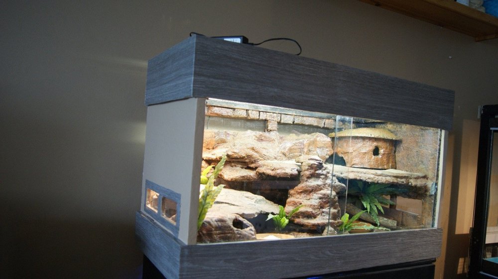 Террариум для прыткой ящерицы