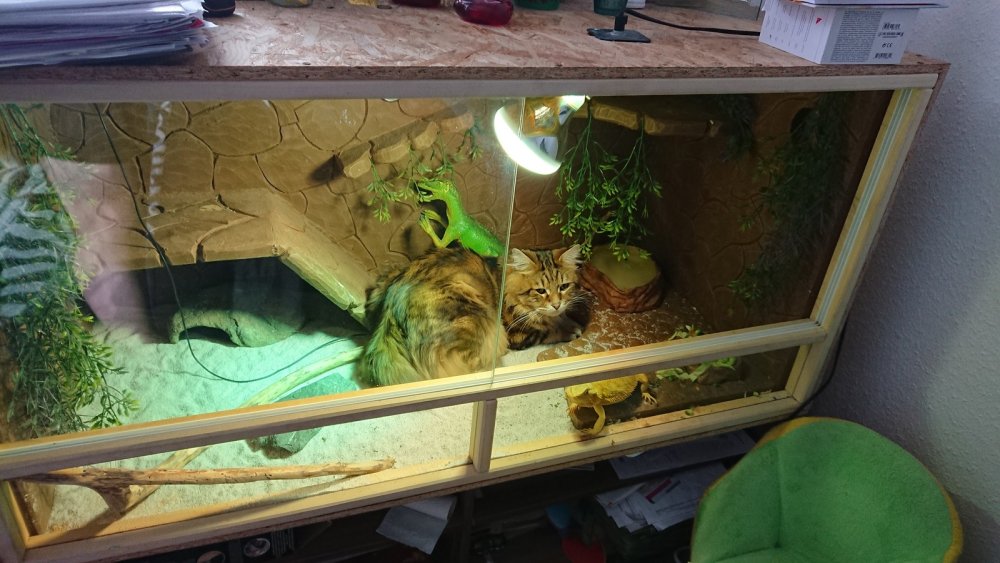 Идеальный террариум для эублефара