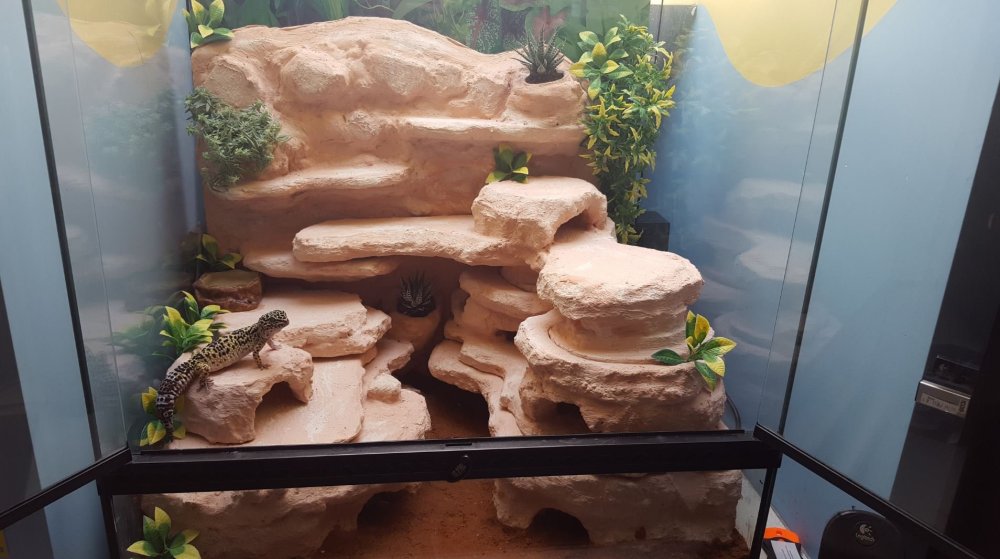 Фон для террариума эублефара