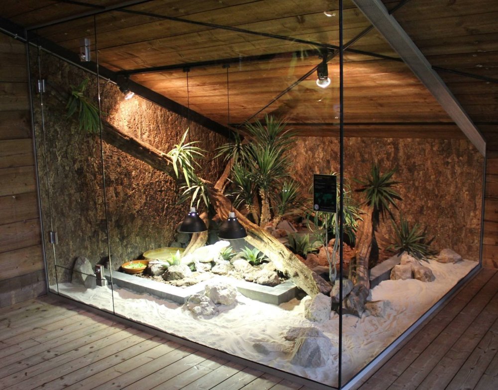Палюдариум для водяной агамы
