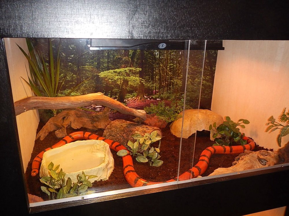 Террариум для эублефара Мексика