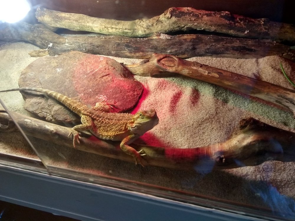 Террариум для прыткой ящерицы