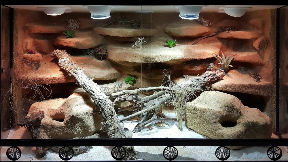 Террариум для агамы