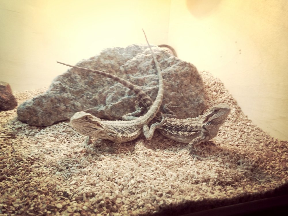 Пустынный террариум для эублефара