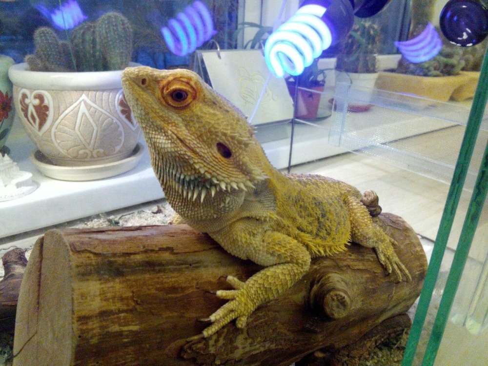 Скелет бородатой агамы