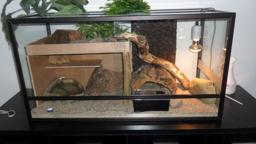 Линька бородатой агамы