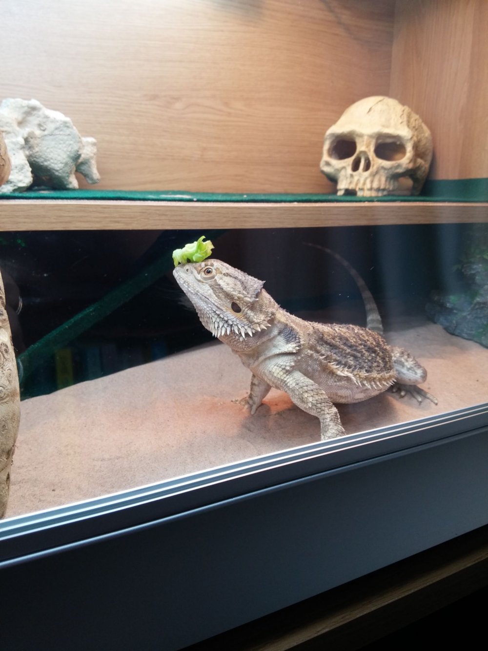 Фон для террариума