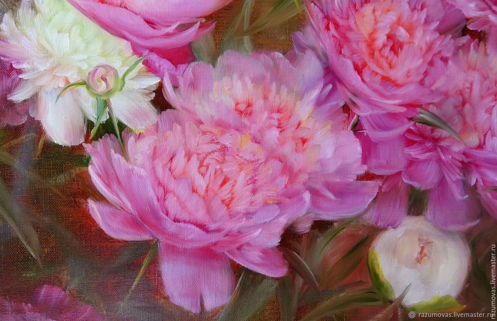 Пионы на сером фоне