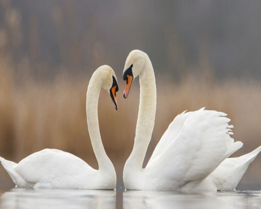 Два лебедя