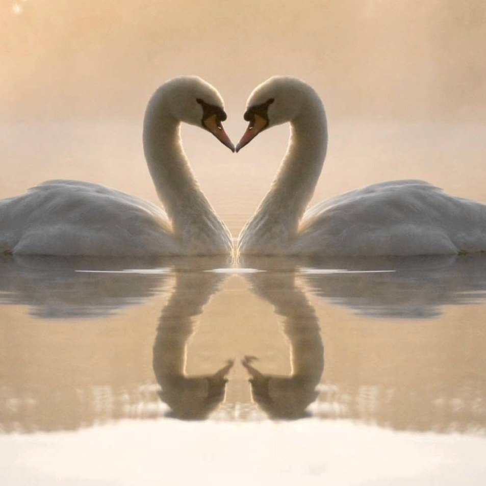 Красивые лебеди