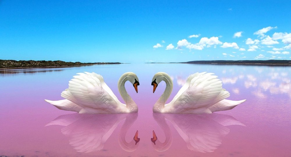 Пара лебедей