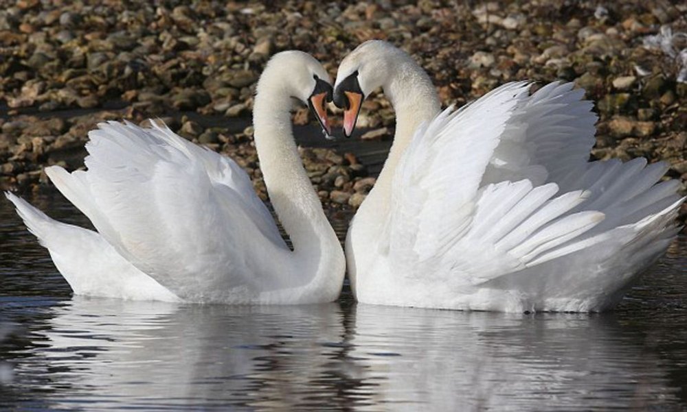 Лебеди сердце