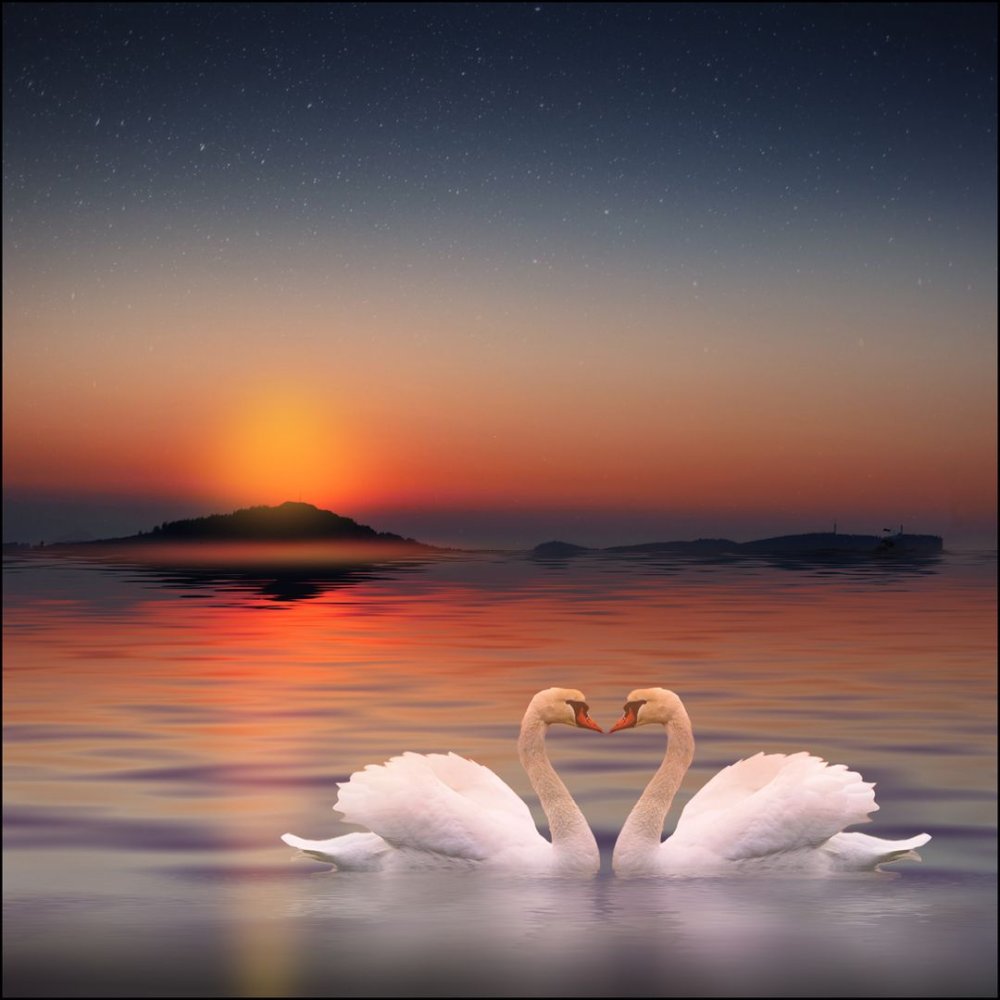 Влюбленные лебеди