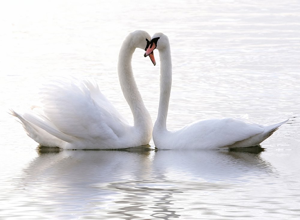 Лебединая верность