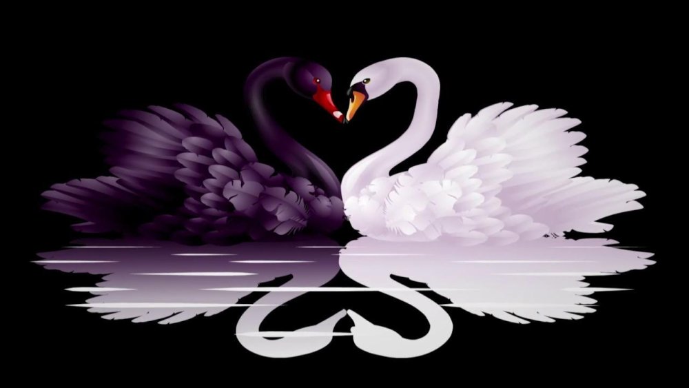 Лебедь на воде