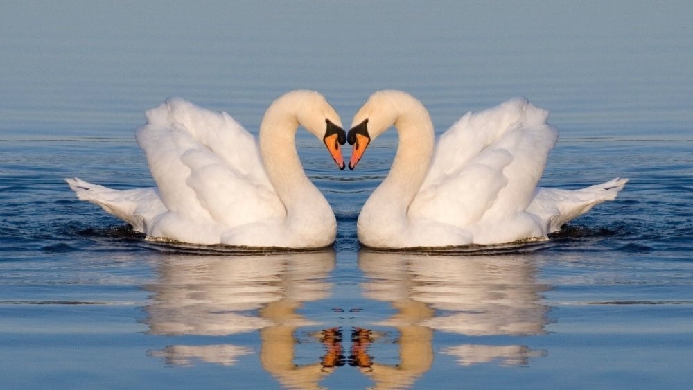 Руки милой пара лебедей