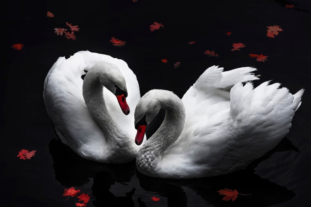 Любовь и лебеди