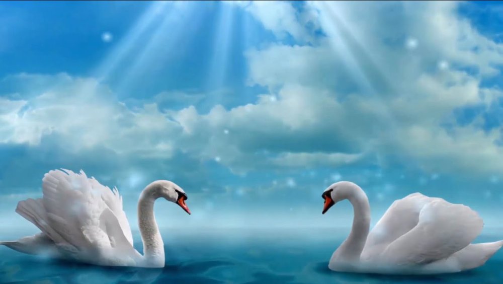 Лебеди на закате