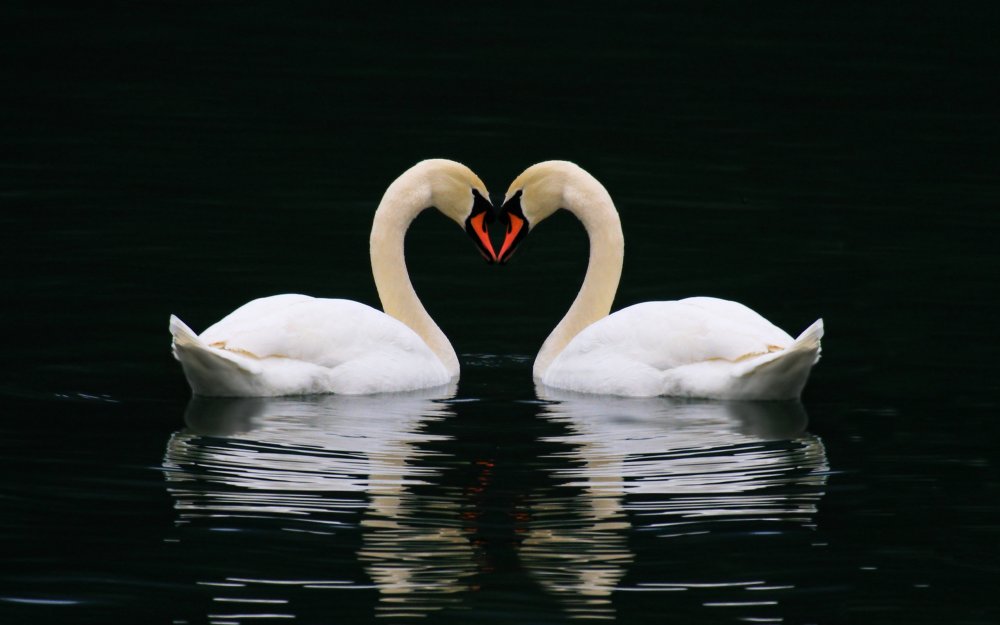 Свадебный фон с лебедями