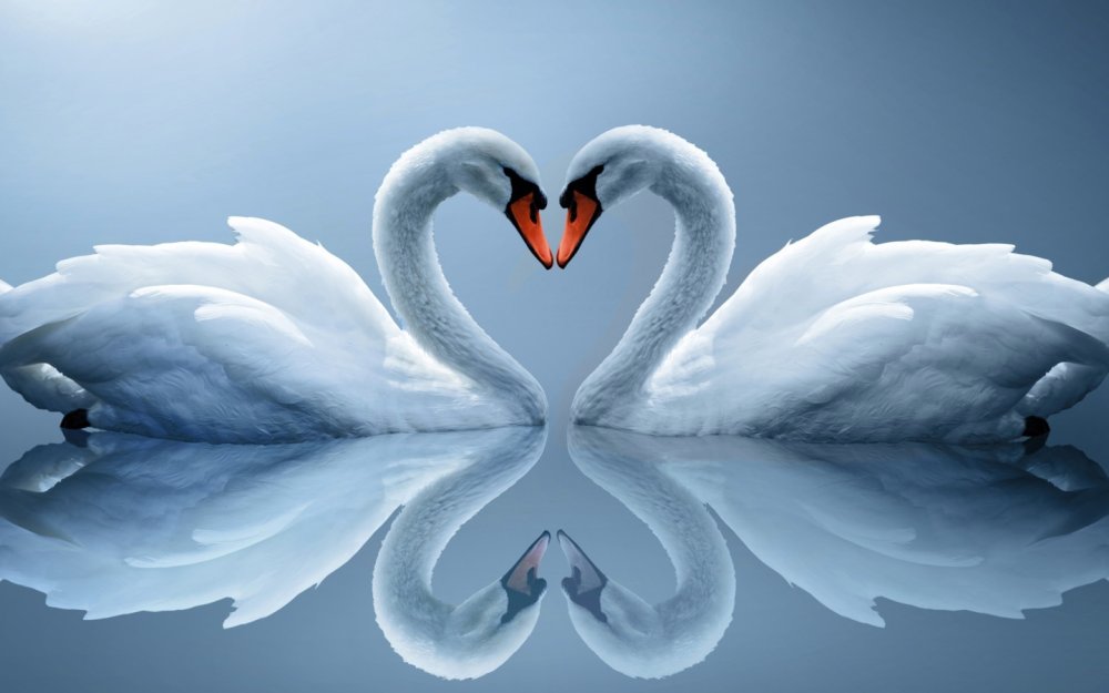 Любовь и лебеди