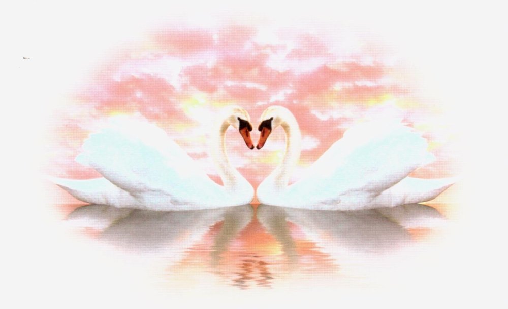 Пара лебедей