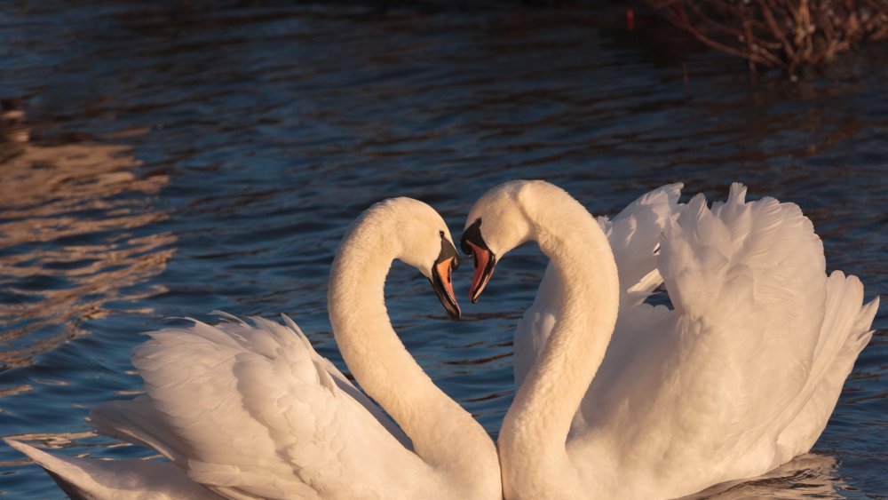Лебеди на закате
