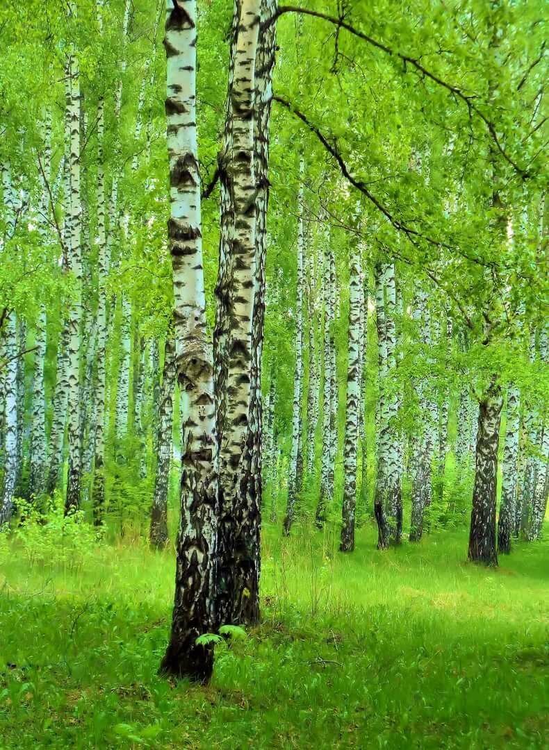 Березовая роща Иркутск