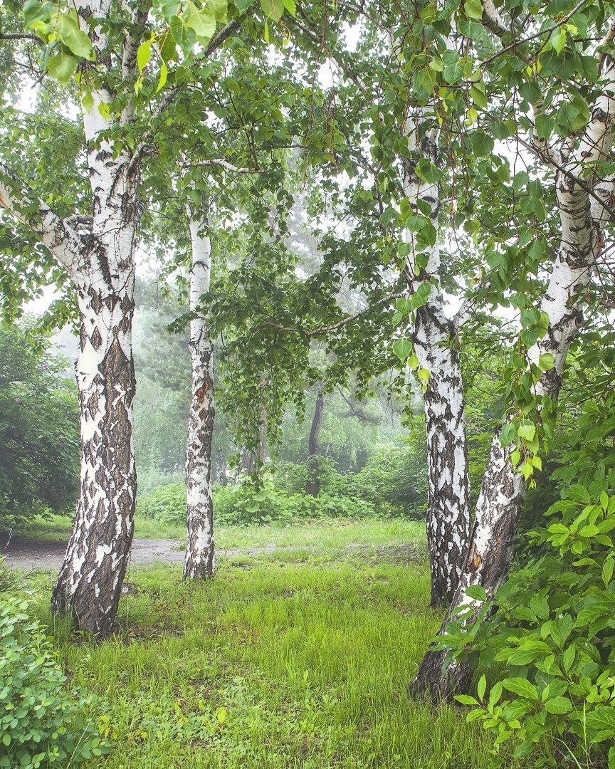 Березовая роща Якутии